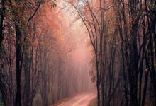 海关查获200粒三唑仑